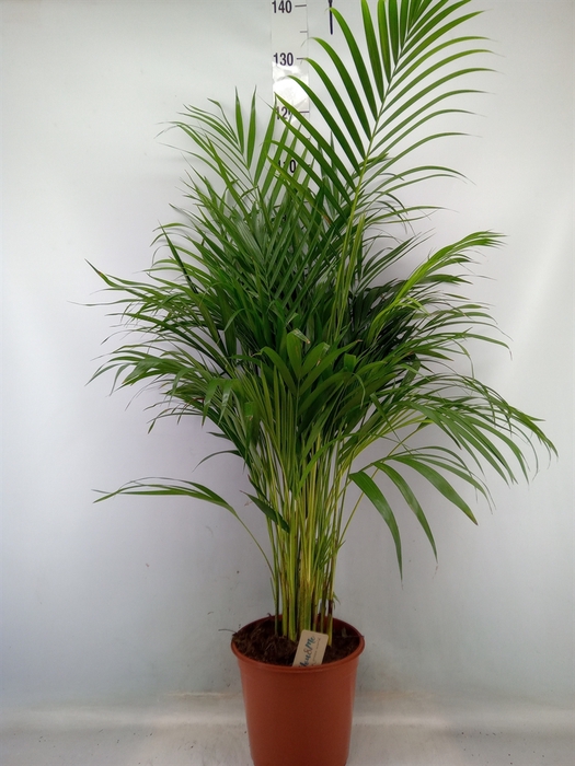 <h4>Dypsis lutescens   ...Chrysalidoca</h4>