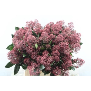 Skimmia Rubella Pbs(rood)rain