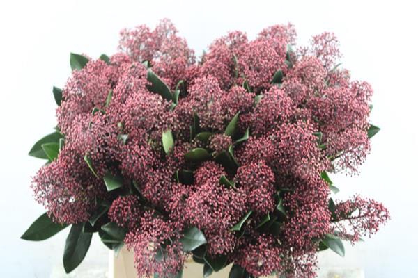 <h4>Skimmia Rubella Pbs(rood)rain</h4>