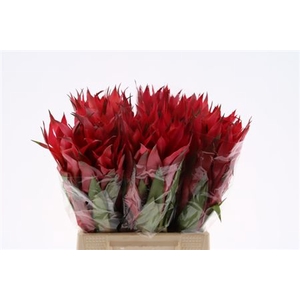 Bromeliabloem