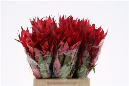 <h4>Bromeliabloem</h4>