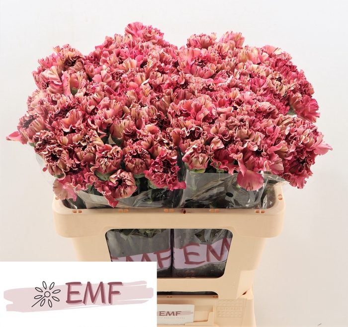 <h4>DI ST VIPER WINE</h4>