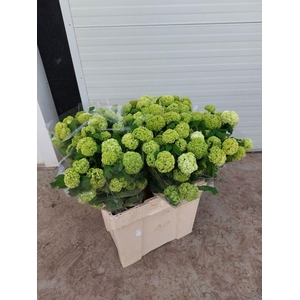 VIBURNUM ROSEUM ST 6+#