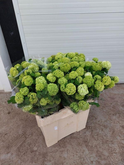 <h4>VIBURNUM ROSEUM ST 6+#</h4>