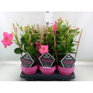 Mandevilla  'Sundavil Pink'