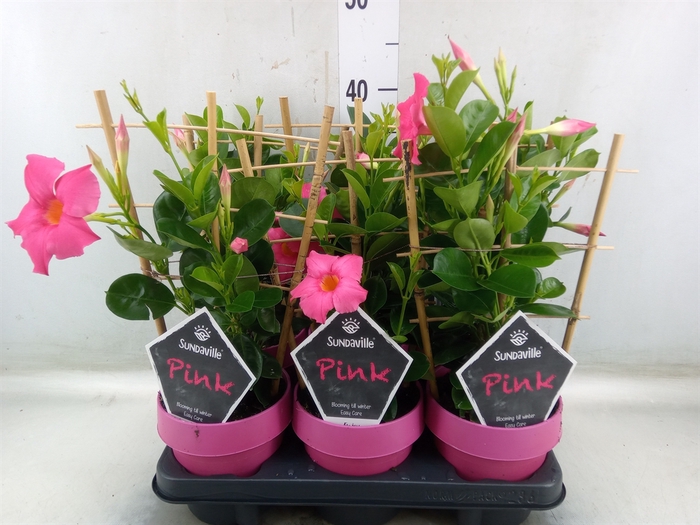 <h4>Mandevilla  'Sundavil Pink'</h4>