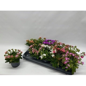 LEWI CO HAPPY CO GEM