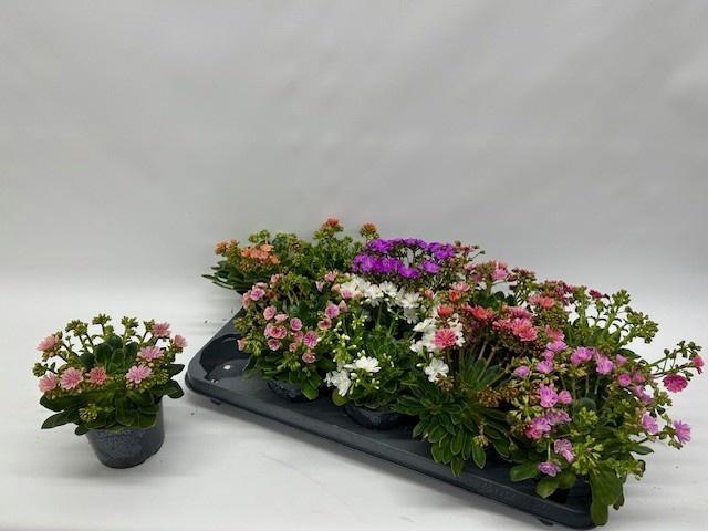 <h4>LEWI CO HAPPY CO GEM</h4>