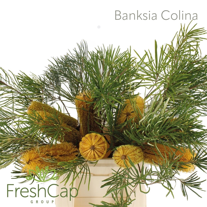 <h4>Banksia Colina</h4>