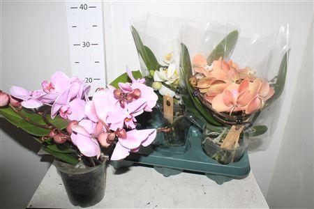 <h4>Phal Muse Gemengd</h4>