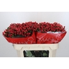Hypericum True Romance
