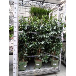 Ficus benja. 'Danielle'