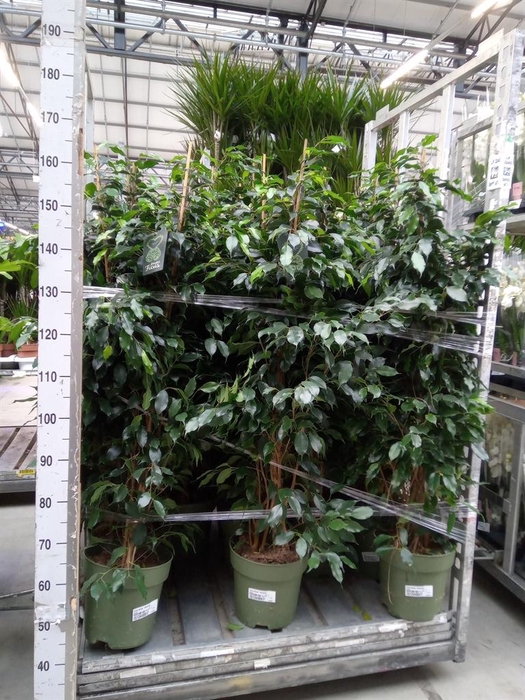<h4>Ficus benja. 'Danielle'</h4>
