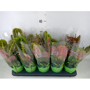 Maranta leuc. 'Fascinator'