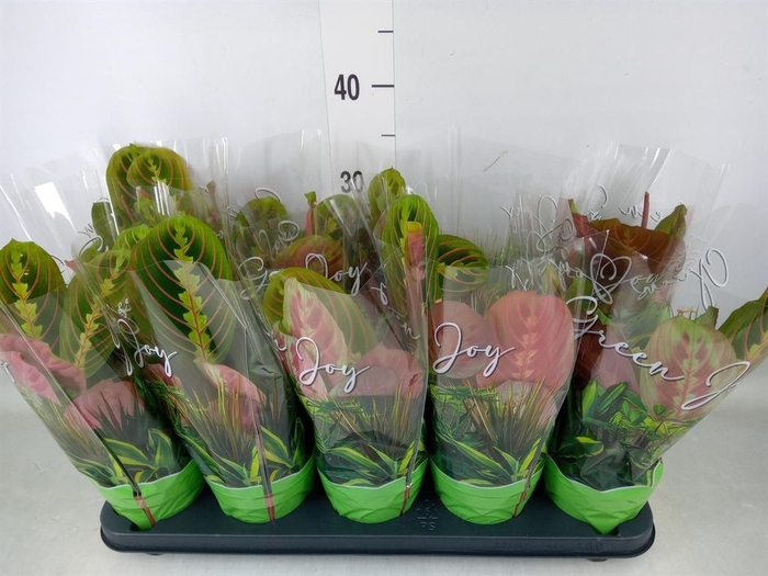 <h4>Maranta leuc. 'Fascinator'</h4>