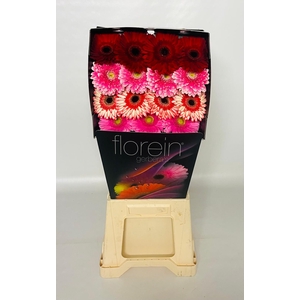 Gerbera Mix 4 kleuren Diamond