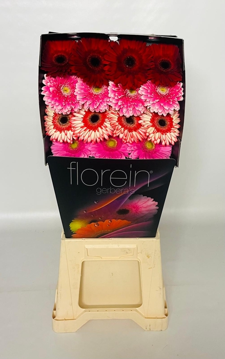 <h4>Gerbera Mix 4 kleuren Diamond</h4>