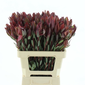 Leucad Senorita