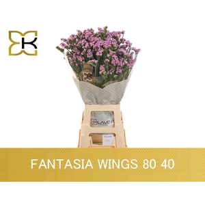 LIM S FANTASIA WINGS