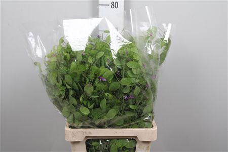 <h4>Lunaria Green Per Bunch</h4>