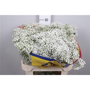 Gyps Pa Million Star