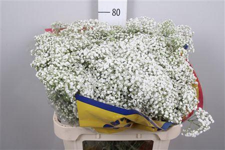 <h4>Gyps Pa Million Star</h4>