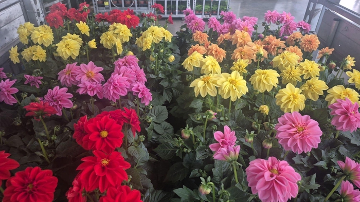 <h4>DAHLIA ROYAL GEM</h4>