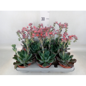 Echeveria  'Blue Prince'