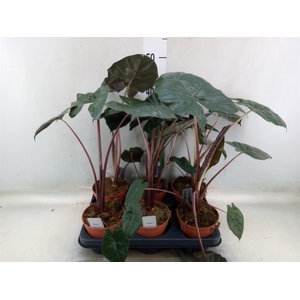 Alocasia saraw. 'Yucatan Princess'