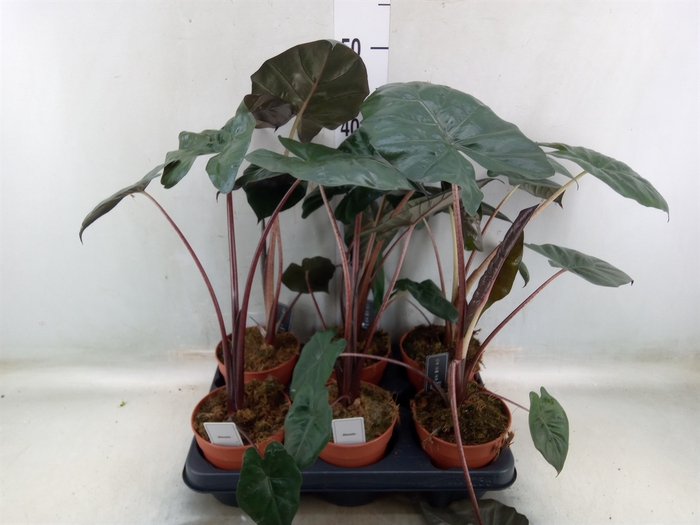 <h4>Alocasia saraw. 'Yucatan Princess'</h4>