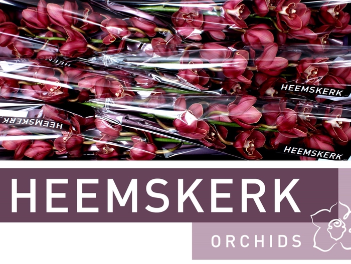 <h4>CYMB T LUCIFER</h4>