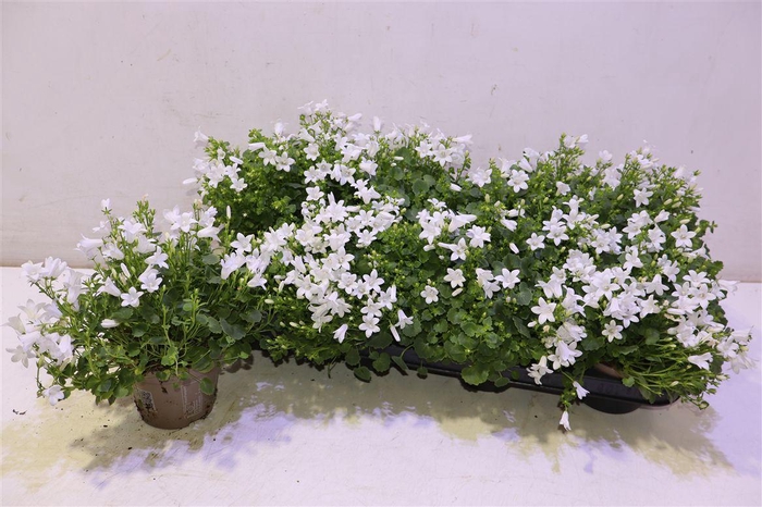 <h4>Camp Porto White</h4>