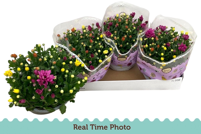 <h4>CHRYS GEM IN POT</h4>