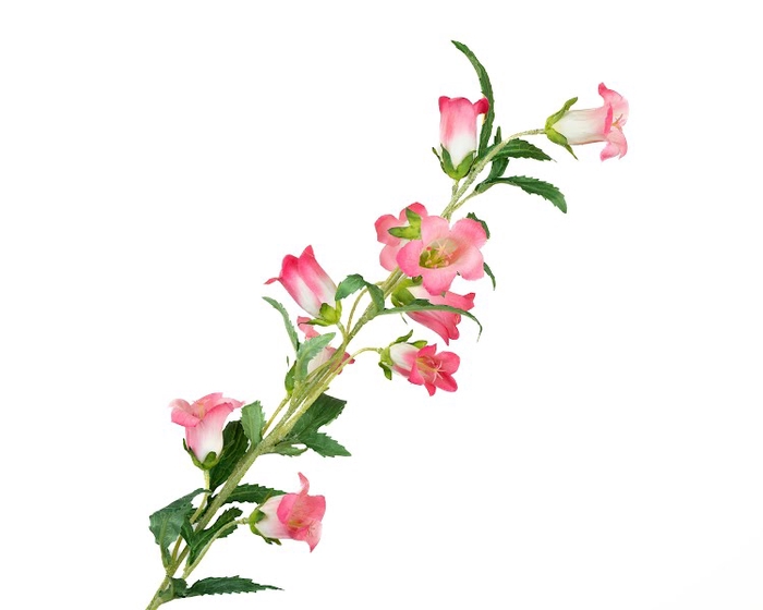 <h4>Campanula Pink Dark</h4>