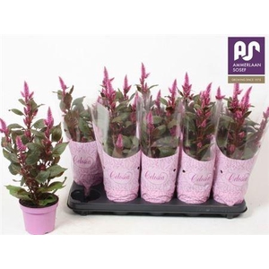 Cel Merida Pink