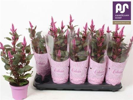<h4>Cel Merida Pink</h4>