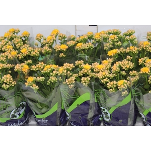 KALANCHOE DOBRADO P11 AMARELO