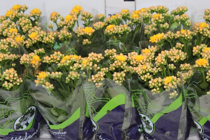 <h4>KALANCHOE DOBRADO P11 AMARELO</h4>