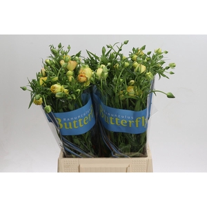 Ranunculus Butterfly Lotus