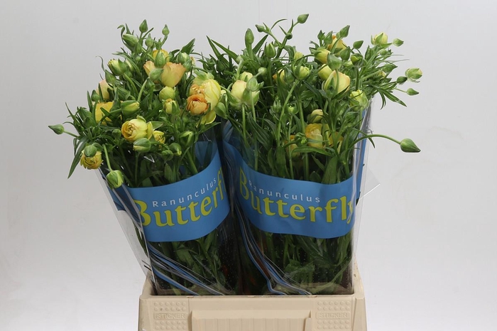 <h4>Ranunculus Butterfly Lotus</h4>