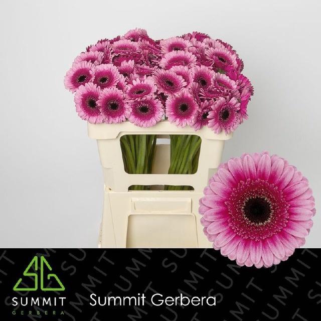 <h4>GE MI ISABELLE</h4>