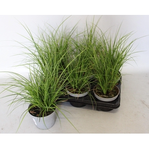 Overig 12 cm Carex brunnea Lady Sunshine