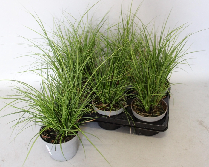 <h4>Overig 12 cm Carex brunnea Lady Sunshine</h4>