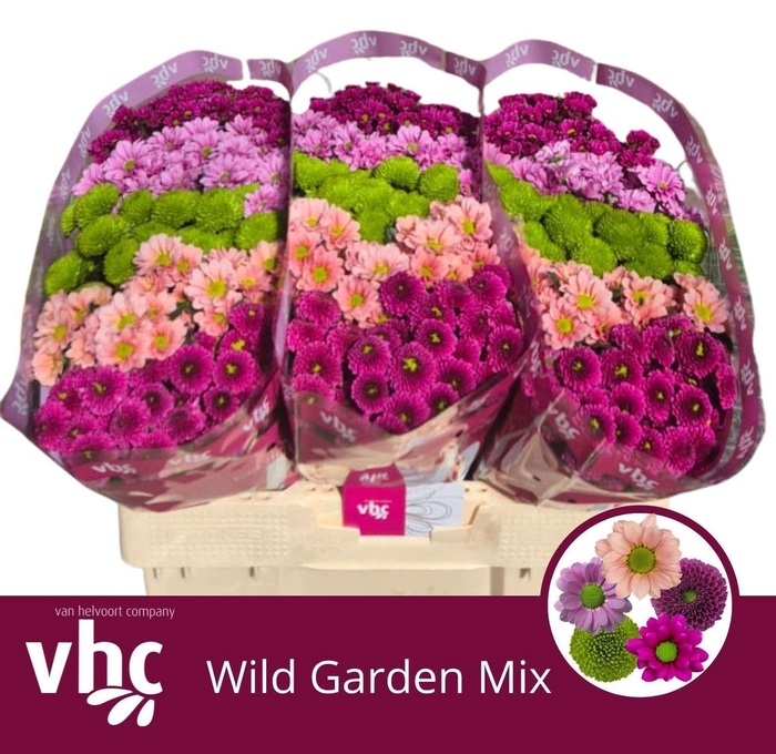 <h4>CHRYSANTHEMUM SA 'WILD GARDEN' MIX</h4>