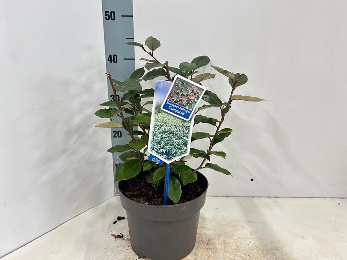 <h4>Elaeagnus ebbingei</h4>