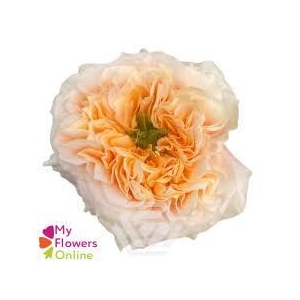 R Gr Melon Xpression 50cm EC