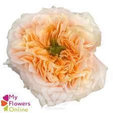 <h4>R Gr Melon Xpression 50cm EC</h4>