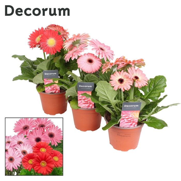 <h4>Gerbera 2+ bl. 12cm roze in hoes (diverse kleurtinten) Decorum</h4>