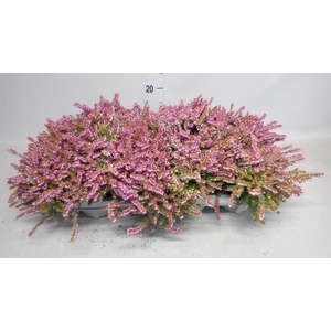 Erica darley. 'Gost Hills'