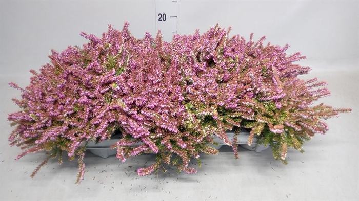 <h4>Erica darley. 'Gost Hills'</h4>